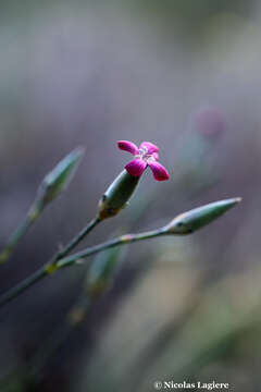 صورة Dianthus cinnamomeus Sm.