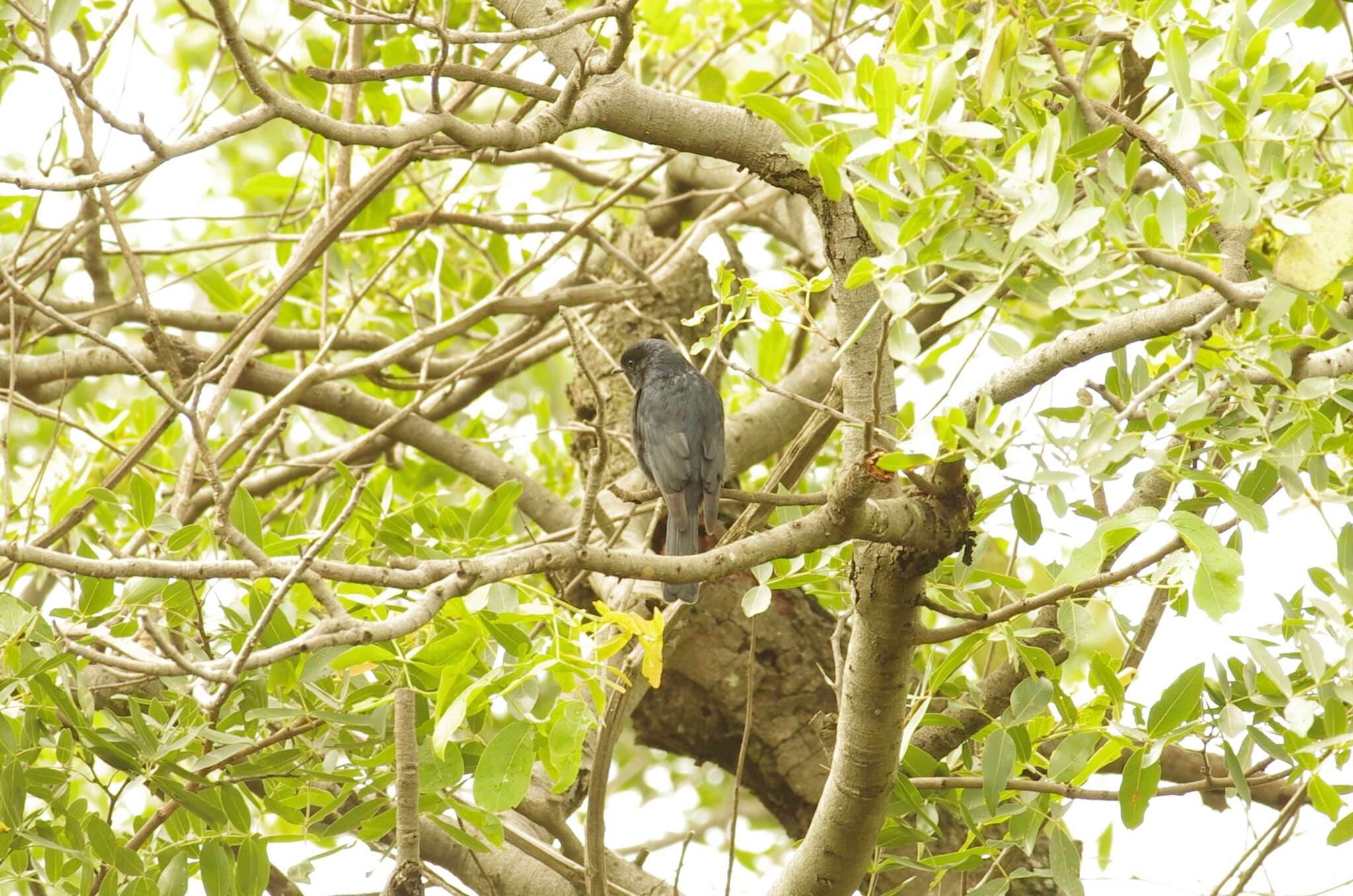 Image de <i>Melaenornis pammelaina poliogygna</i>