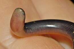 Image of Zambezi Blind Snake