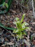 Sarcoglottis assurgens (Rchb. fil.) Schltr. resmi