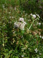 Image of blue weed