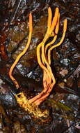 Plancia ëd Ophiocordyceps melolonthae (Tul. & C. Tul.) G. H. Sung, J. M. Sung, Hywel-Jones & Spatafora 2007