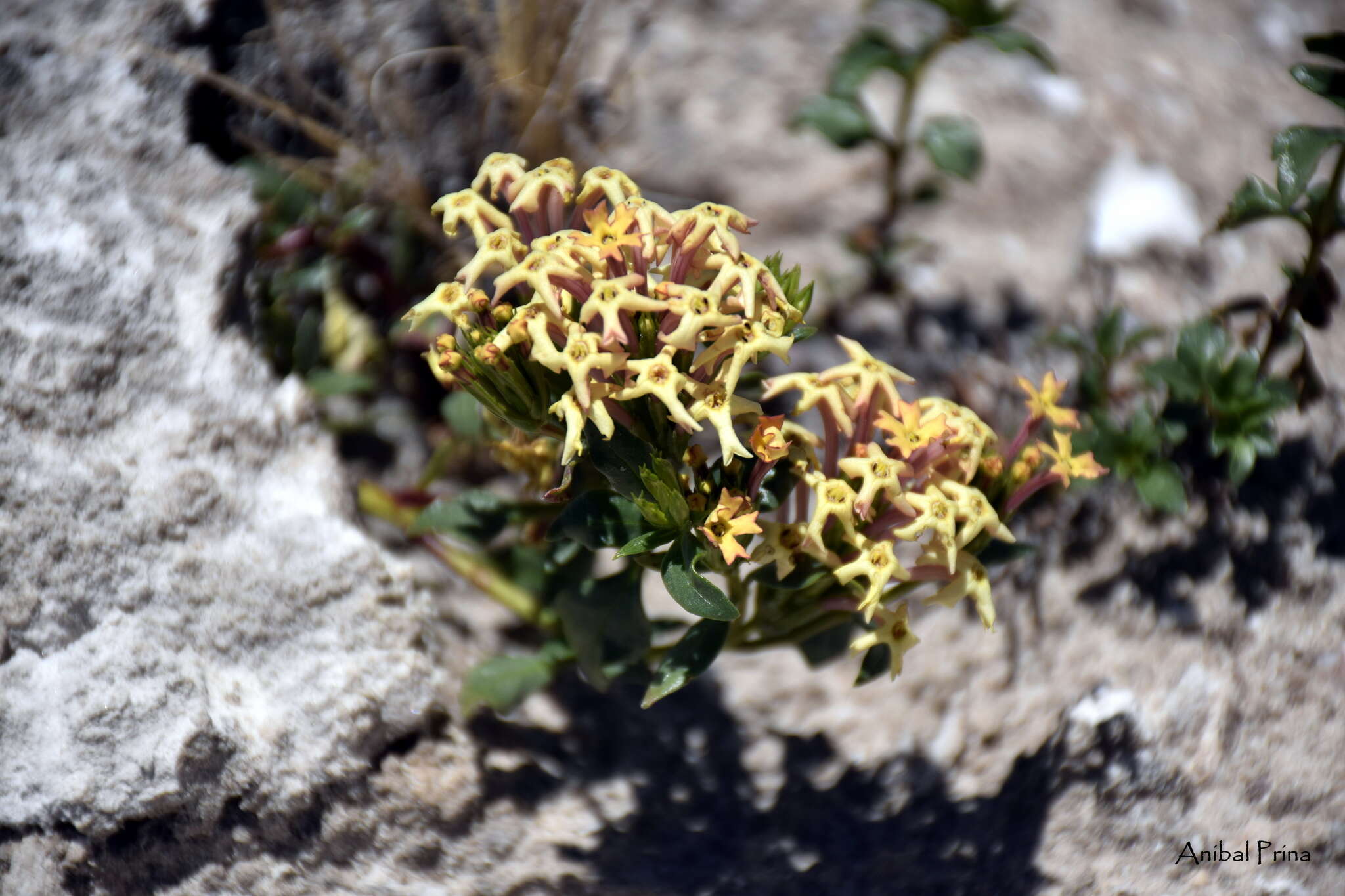 Image of Glandularia araucana (Phil.) Botta