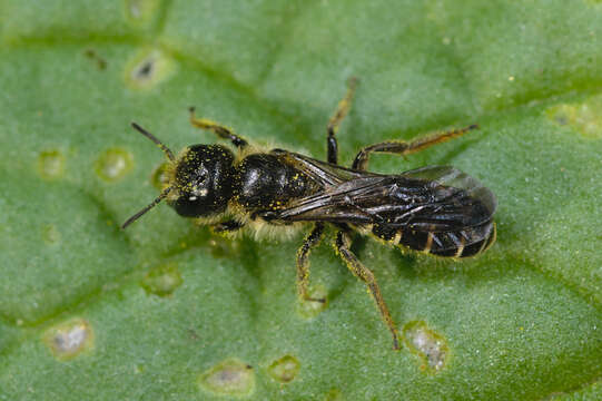 Imagem de Chelostoma florisomne (Linnaeus 1758)