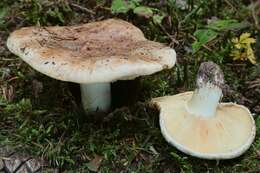 Image of Tricholoma roseoacerbum A. Riva 1984