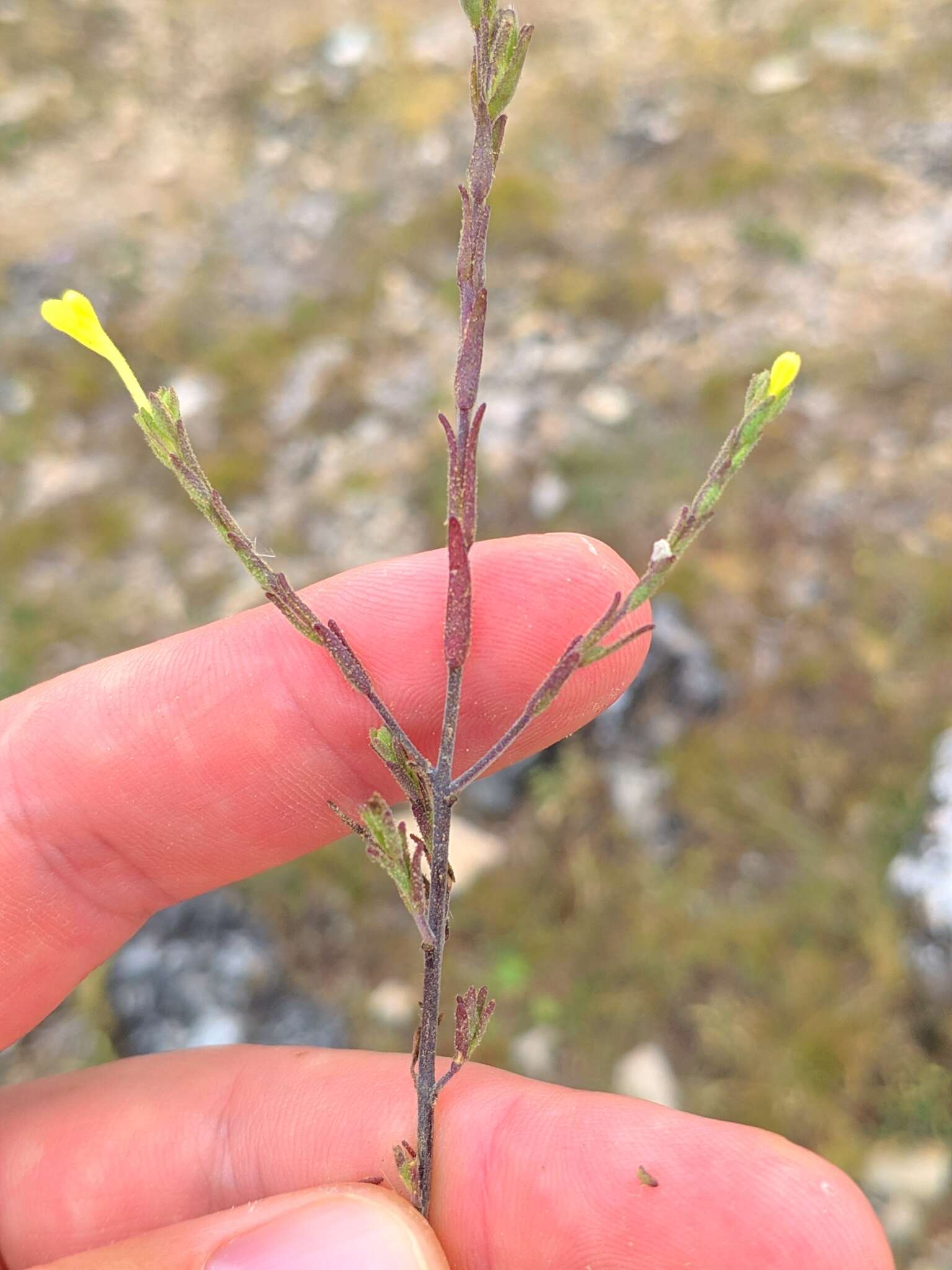 Image de Macrosyringion longiflorum (Vahl) Rothm.