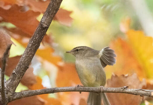 Image of Japanese Bush Warbler