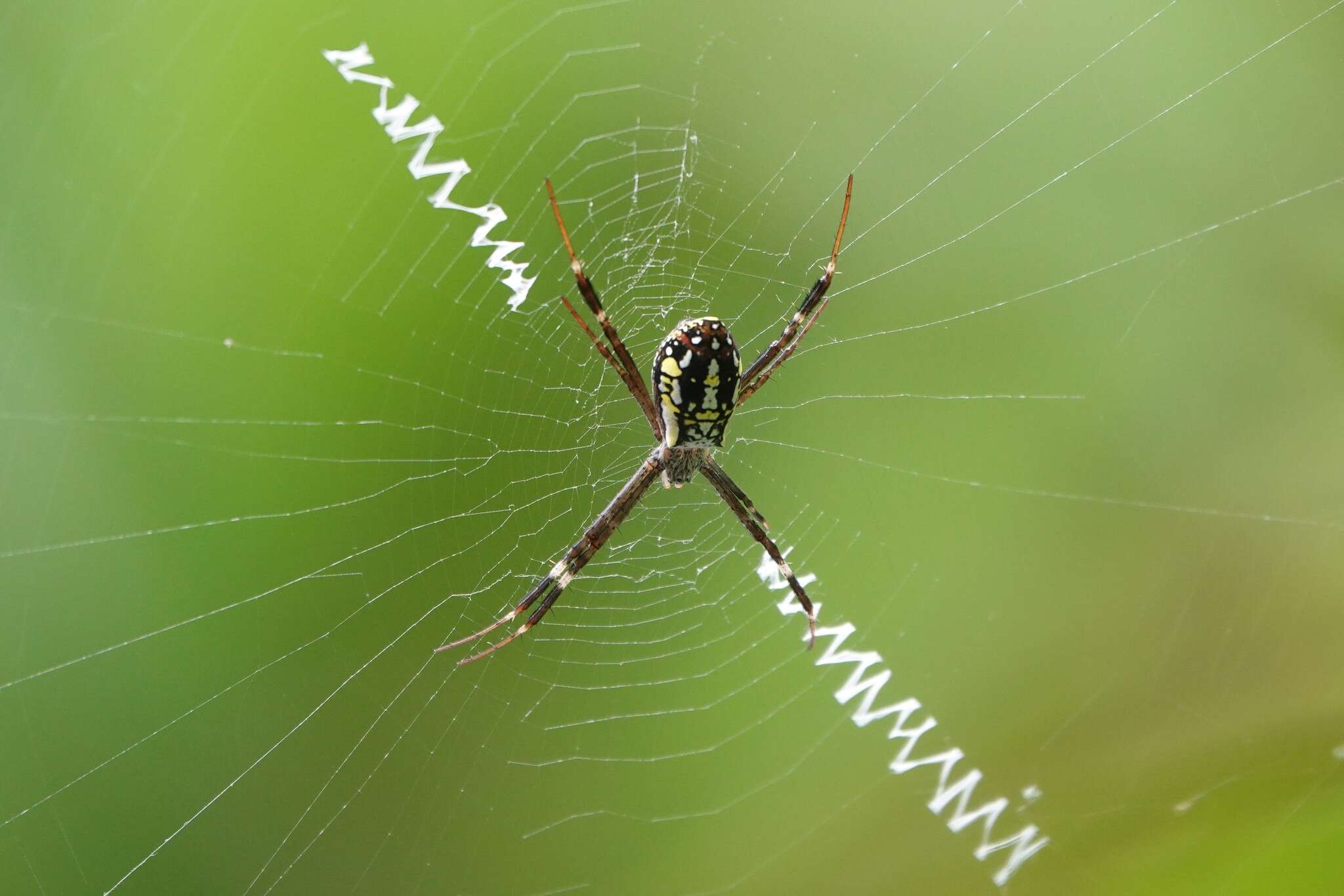 Image of Argiope dang Jäger & Praxaysombath 2009