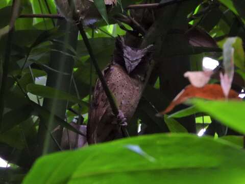 Image of White-fronted Scops Owl