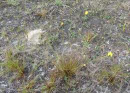 Image of Elliott's Yellow-Eyed-Grass