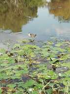 Image of Jacana jacana hypomelaena (Gray & GR 1846)