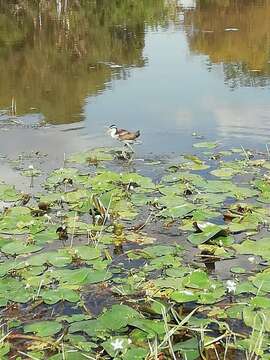 Image of Jacana jacana hypomelaena (Gray & GR 1846)