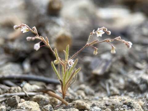 Image of spurry buckwheat