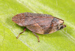 Image of Diamondback Spittlebug