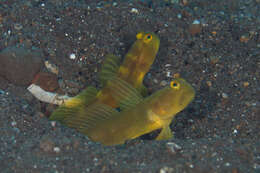 Image of Y-bar shrimp goby