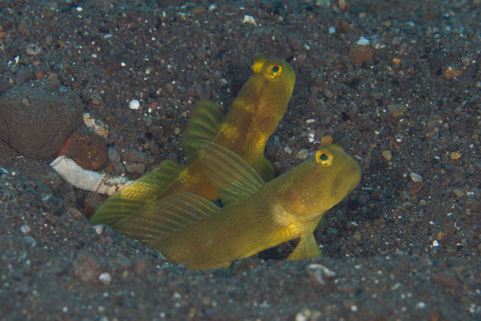 Image of Y-bar shrimp goby