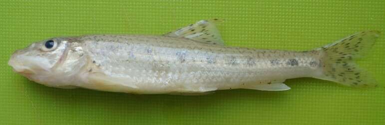 Image of White-finned Gudgeon