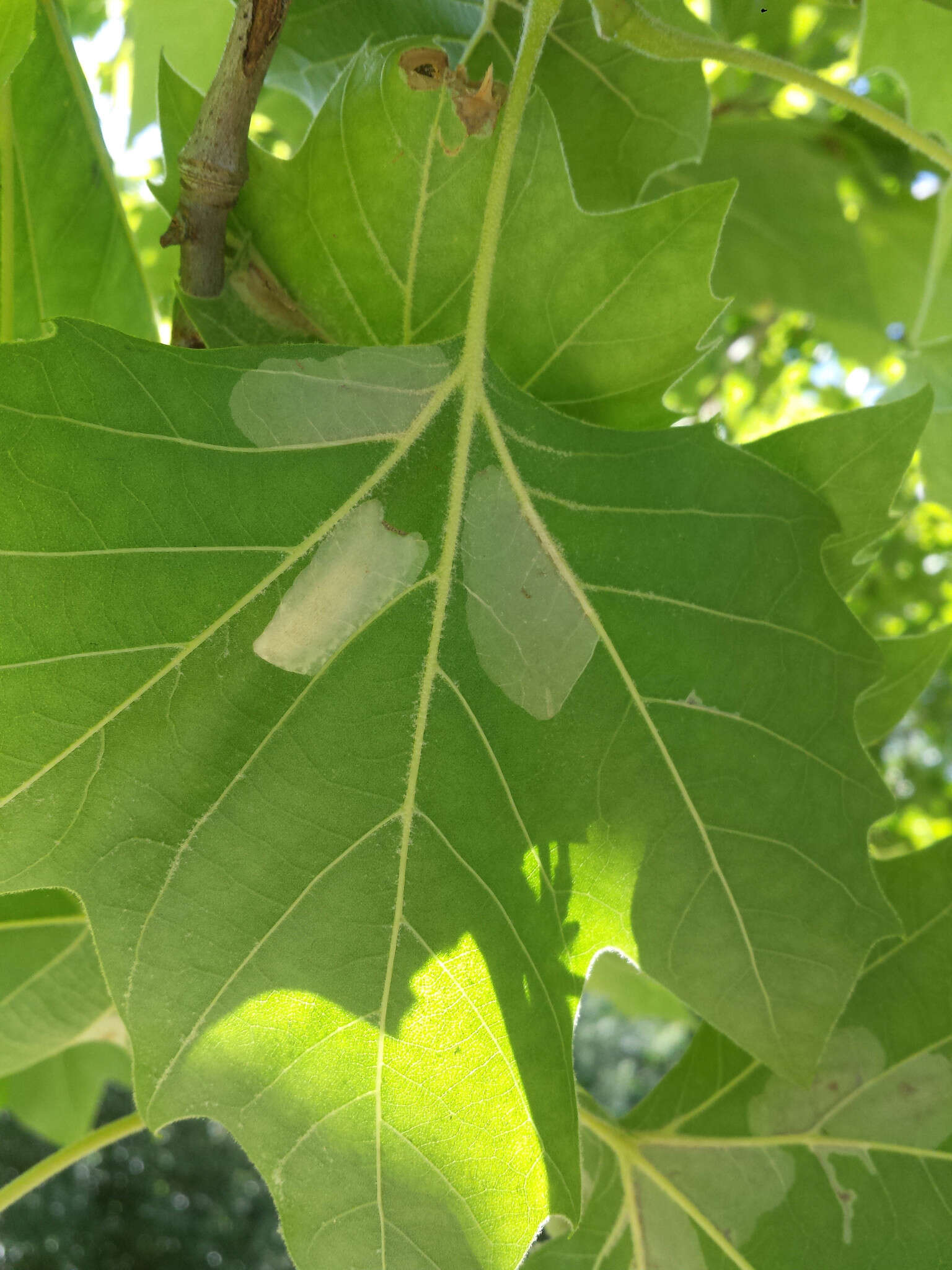 Phyllonorycter platani (Staudinger 1870) resmi