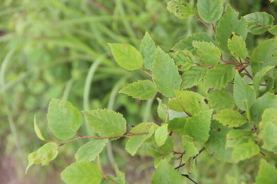 Imagem de Betula dauurica