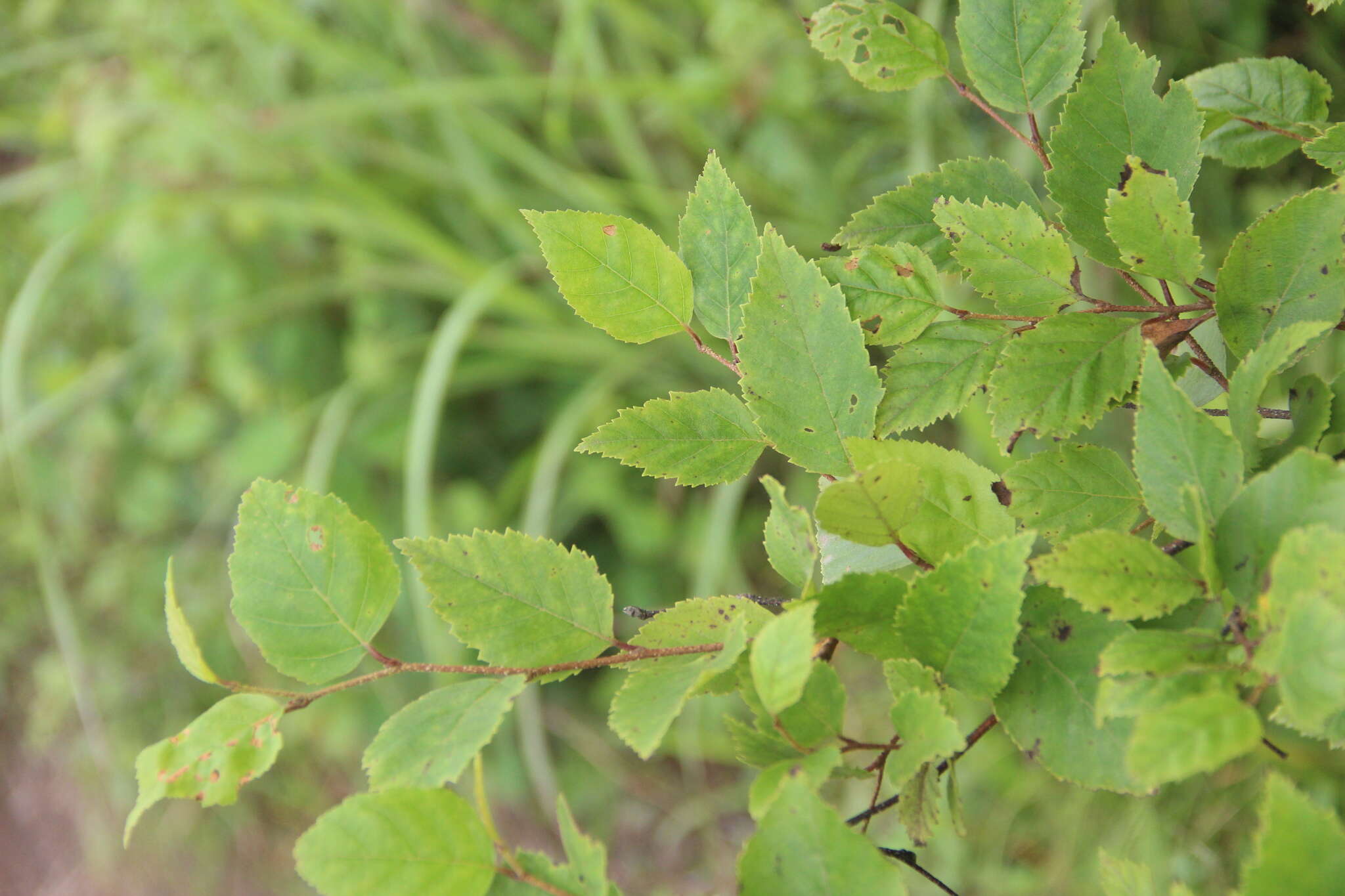 Image of Betula dauurica