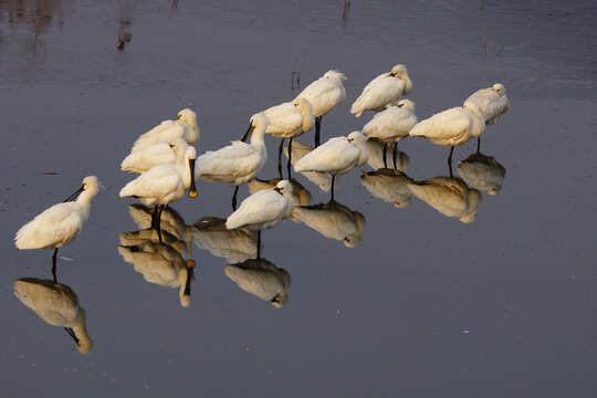 Plancia ëd Platalea leucorodia Linnaeus 1758