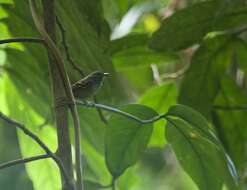 Image of White-eyed Antwren