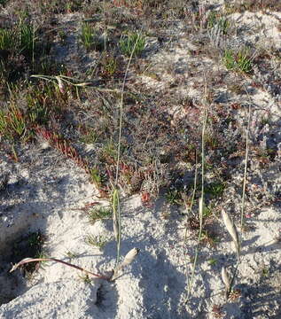 Image of pyp grass