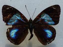 Diaethria gabaza Hewitson 1854 resmi