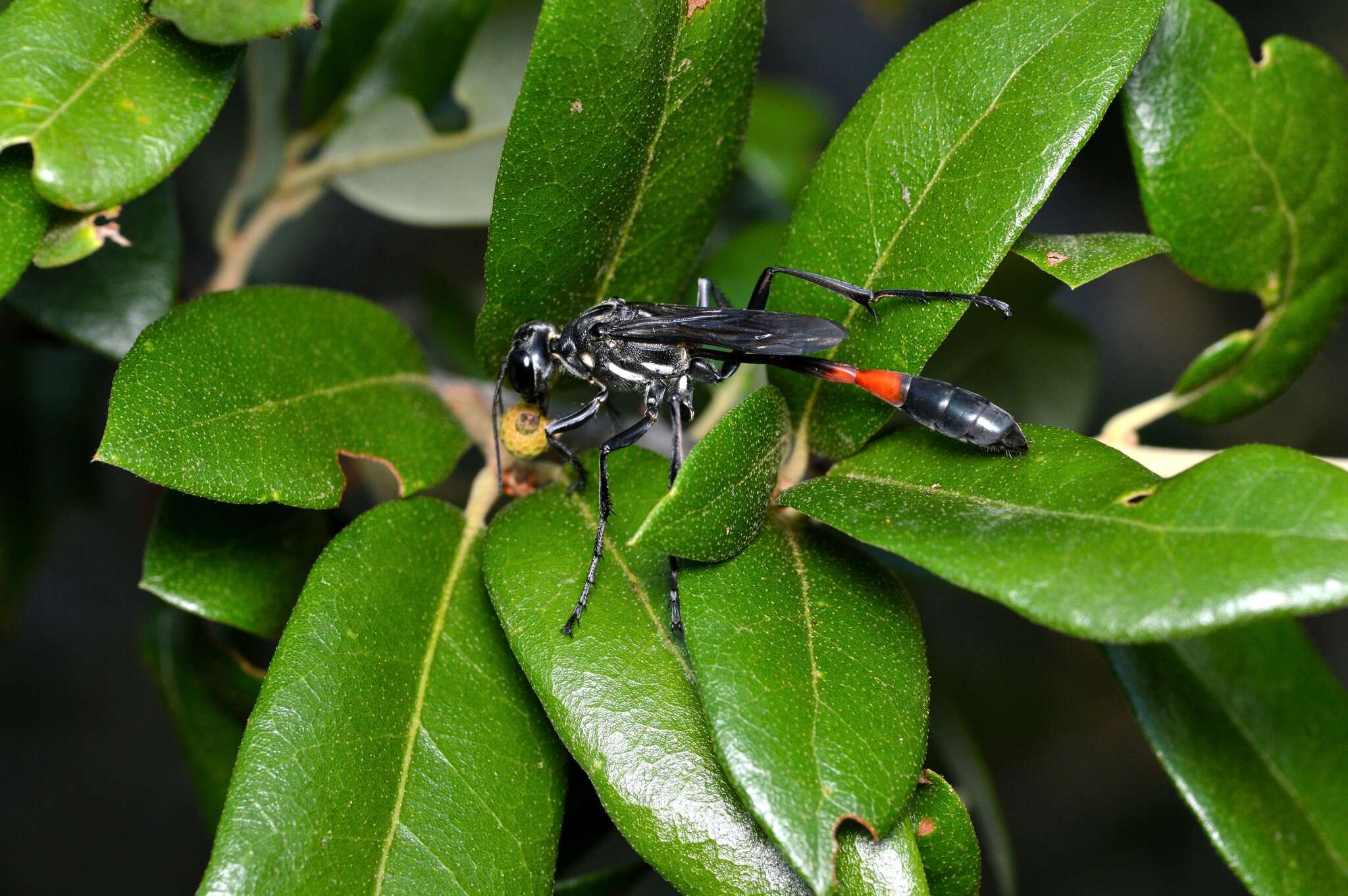 Image of Ammophila procera Dahlbom 1843