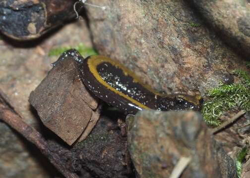 Sivun Plethodon idahoensis Slater & Slipp 1940 kuva