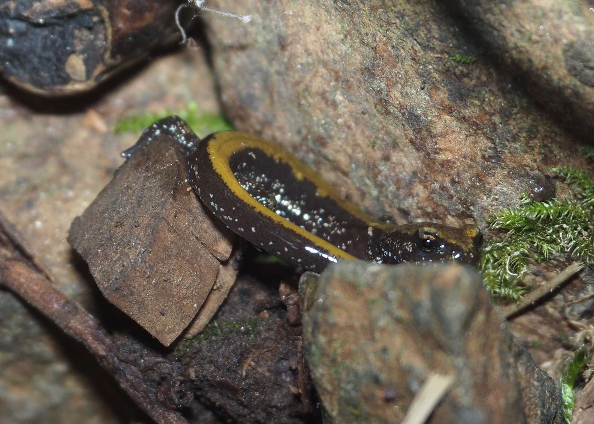 Image of Coeur d'Alene Salamander