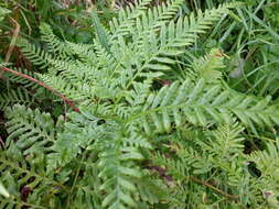 Слика од Pteris tremula R. Br.