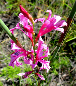 Image of Tritoniopsis ramosa var. ramosa