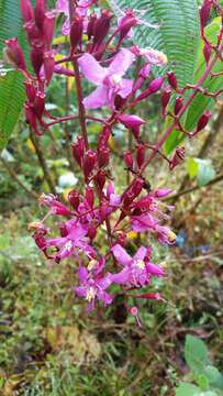 Image de Oxyspora paniculata (D. Don) DC.