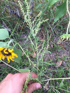 Image of Cuman ragweed