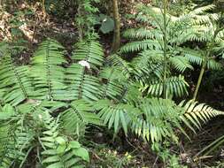 Image of Angiopteris lygodiifolia Rosenst.