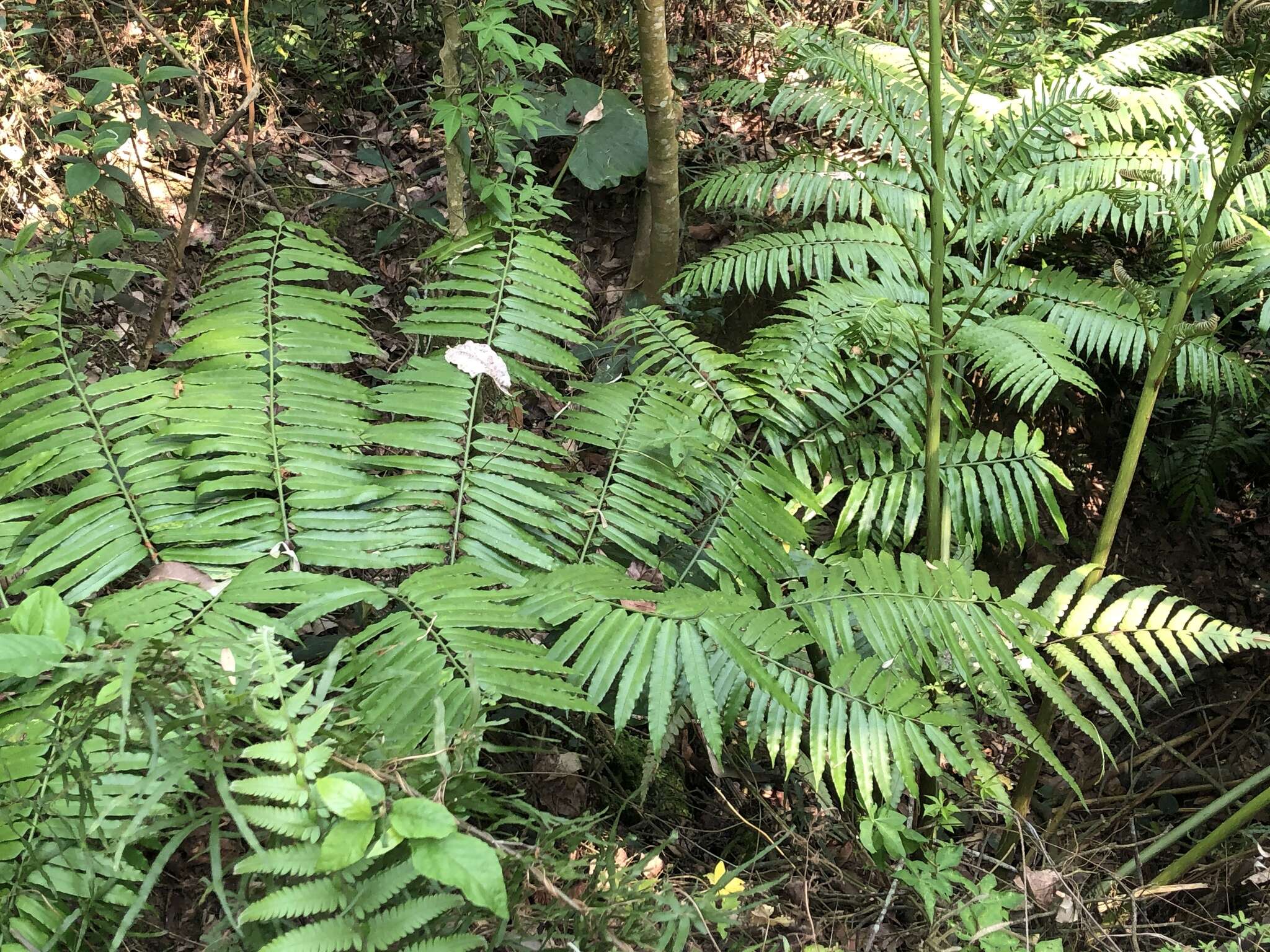 Image of Angiopteris lygodiifolia Rosenst.