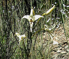 Imagem de Gladiolus leptosiphon F. Bolus