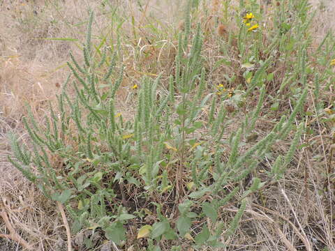 Image of annual marsh elder