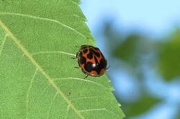 Image of Neoharmonia venusta (Melsheimer 1847)