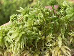 Sphagnum centrale C. E. O. Jensen 1896的圖片