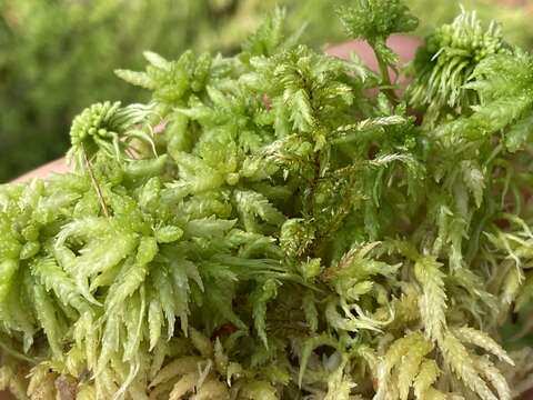 Слика од Sphagnum centrale C. E. O. Jensen 1896