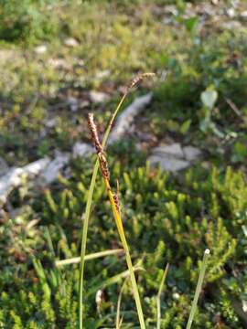 Sivun Carex rigidioides (Gorodkov) V. I. Krecz. kuva