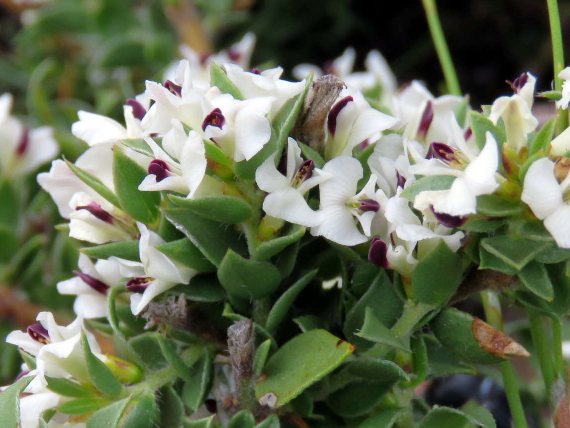 Image of Amphithalea micrantha (E. Mey.) Walp.