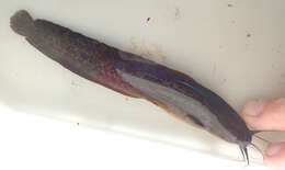 Image of Snake catfish