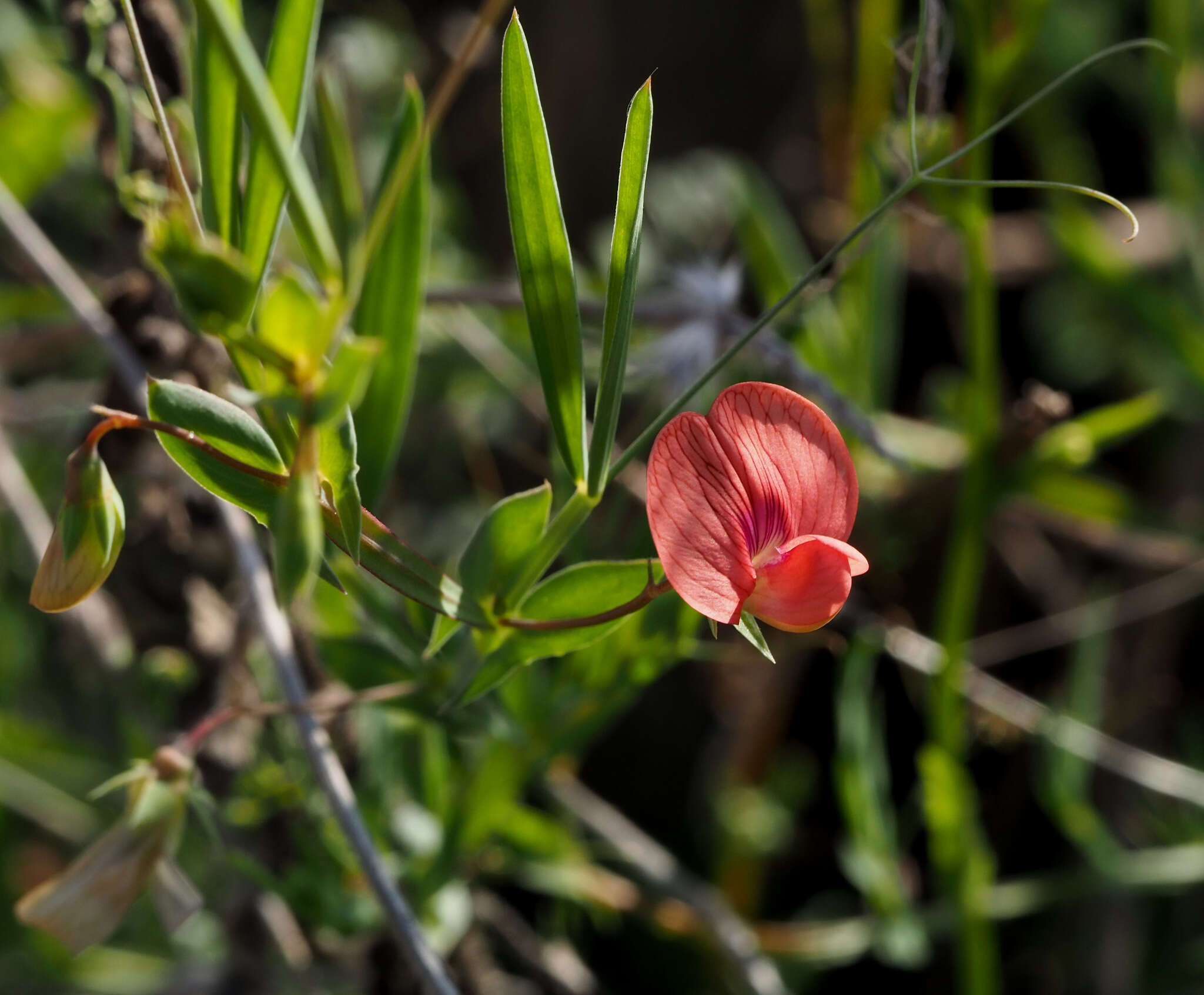 Image of Lathyrus marmoratus Boiss. & Blanche