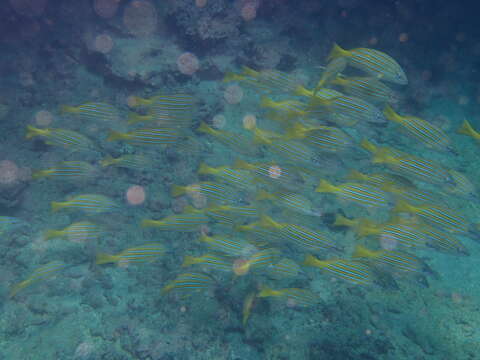 Image of Blue and gold snapper