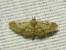 Image of Idaea pervertipennis Hulst 1900