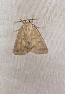 Image of Birch Dagger Moth