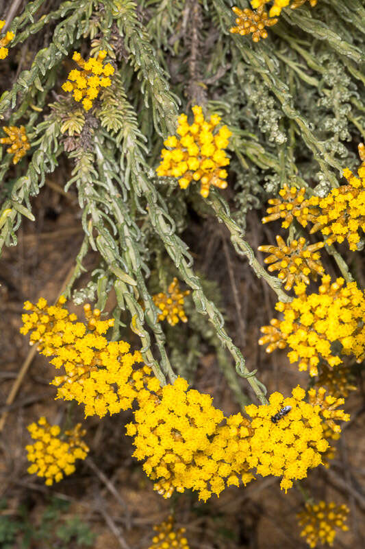 Image of Helichrysum italicum subsp. microphyllum (Willd.) Nym.